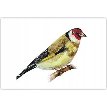 Obraz Obraz plakát do obýváku ložnice 91x61 cm Stehlík - foto na zeď bez rámu