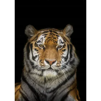 Obraz Plakát Tygr bez rámu 64 x 90 cm