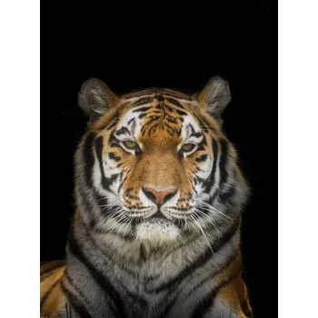 Obraz Plakát Tygr bez rámu 60 x 80 cm