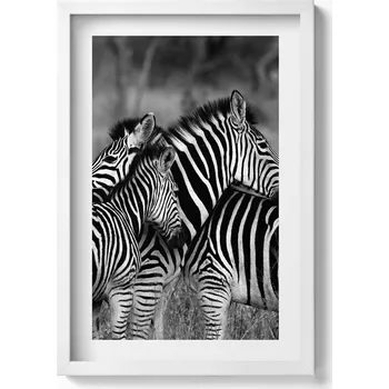 Obraz Dekorativní nástěnný obraz v rámu s grafikou Objímající se zebry 40x60 cm