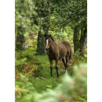 Obraz Plakát Divoký kůň bez rámu 29,7 x 42 cm