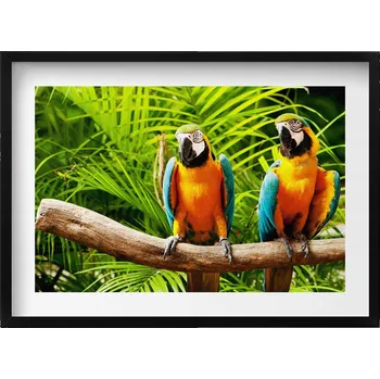 Obraz Obraz na zeď v černém rámu Dva barevní papoušci ara v džungli 70x50 cm