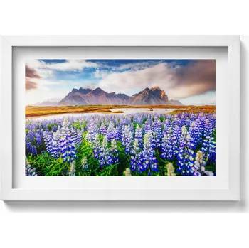 Obraz Dekorativní obraz v bílém rámu do obýváku Magické květy vlčího bobu 30x20 cm