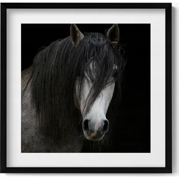 Obraz Obraz v černém rámu nástěnná dekorace Hlava šedého koně 50x50 cm