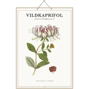 Obraz OBRAZ PLAKÁT na kartonu Zimolez 66x46 cm