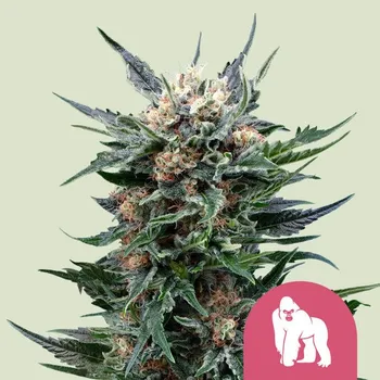 Semeno Royal Queen Seeds Royal Gorilla Balení: 5ks