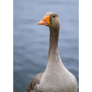 Obraz Plakát Husa bez rámu 50 x 70 cm