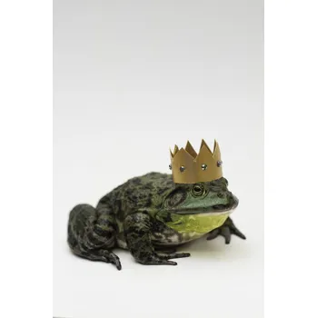Obraz Plakát Žába se zlatou korunou na hlavě bez rámu 20 x 30 cm