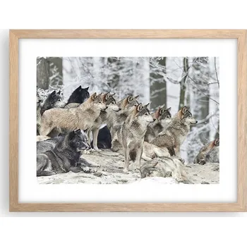 Obraz Obraz plakát v rámu světlý dub do obýváku 40x30 vlci foto plakáty na zeď