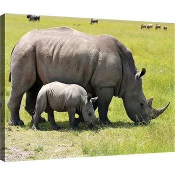 Obraz OBRAZ NA PLÁTNĚ CANVAS 80x60 NOSOROŽEC NOSOROŽCI