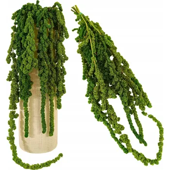 Obraz Stabilizovaný amarant visící KULOVITÝ ŠARLAT Amaranthus caudatus zelený