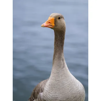 Obraz Plakát Husa bez rámu 60 x 80 cm