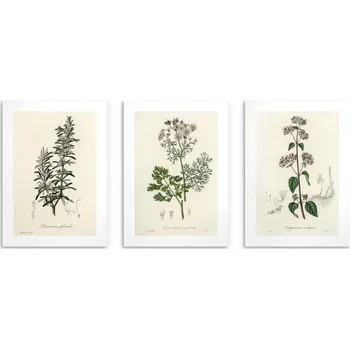Obraz Plakáty na zeď do kuchyně Bylinky Větvičky Dekorace ozdoba Herbář 3x 50x70
