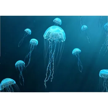Obraz Obraz plakát do obýváku ložnice 40x30 medúza foto na zeď bez rámu