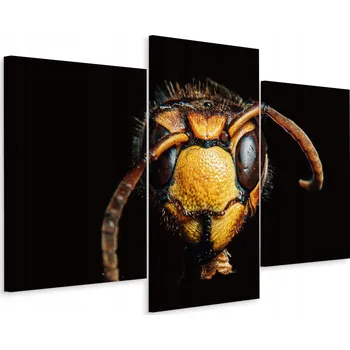 Obraz Obraz Tryptych Sršeň - Hmyz zblízka - Dekorace 90x60 cm