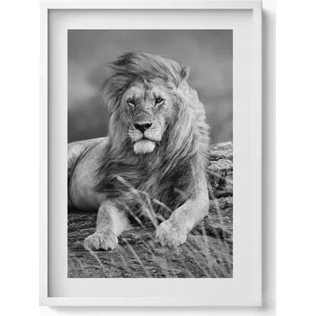 Obraz Obraz s bílým rámem a grafikou na zeď Majestátní lev 50x70 cm