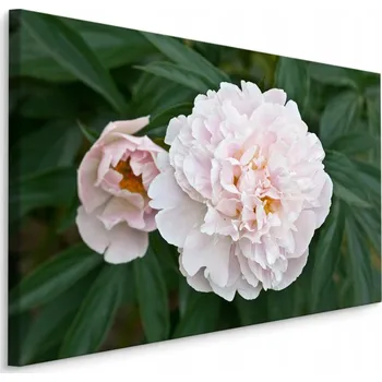 Obraz Obraz květiny rostliny pivoňky příroda obývací pokoj 70x50