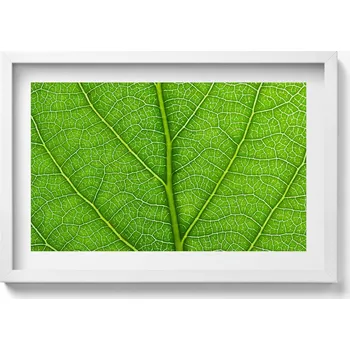 Obraz Dekorativní obraz v bílém rámu do obýváku Žilky zeleného listu 60x40 cm