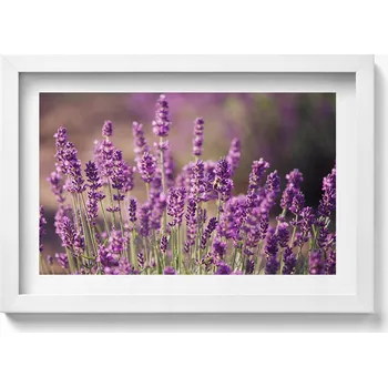 Obraz Nástěnný dekorativní foto obraz v bílém rámu - Levandulová louka květů 30x20 cm