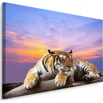 Obraz Obraz na plátně DIVOKÁ KOČKA 3D Obloha 70x50