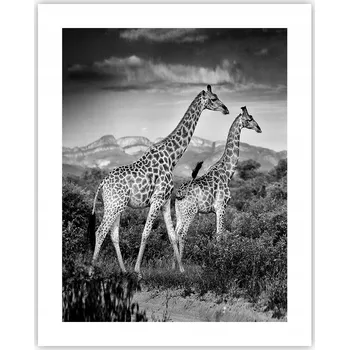 Obraz Obraz plakát na zeď bez rámu 40x50 žirafa plakáty do obýváku ložnice