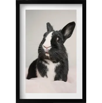Obraz Elegantní obraz v černém rámu Černobílý roztomilý králík 40x60 cm
