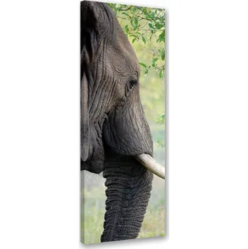 Obraz OBRAZ NA PLÁTNĚ CANVAS Slon Zvíře Afrika 50x150