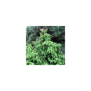 Sazenice Picea abies Acrocona 40/60 cm