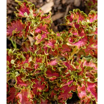 Semeno Africká kopřiva Colocha Scarlet Coleus Blumei 30 ks