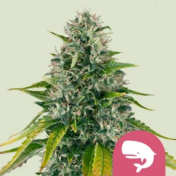Semeno Royal Queen Seeds Royal Moby Balení: 3ks