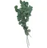 Florservice Eucalyptus populus stabilizovaný zelený 100 g