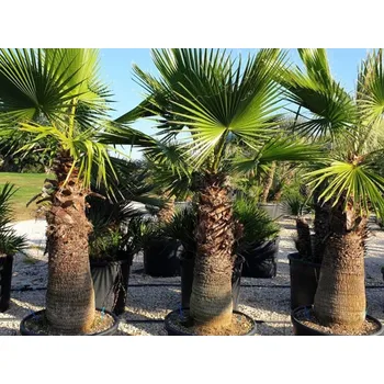 Sazenice Washingtonie statná Balení: kontejner C70, Tvar: výška 90-100cm