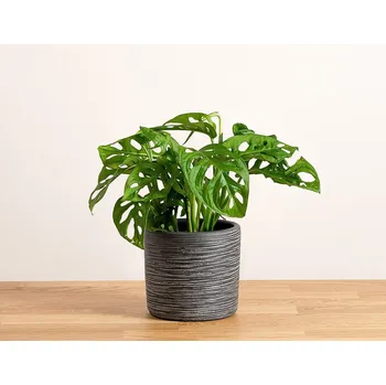 Sazenice Monstera Adansonii 'S' 12 cm