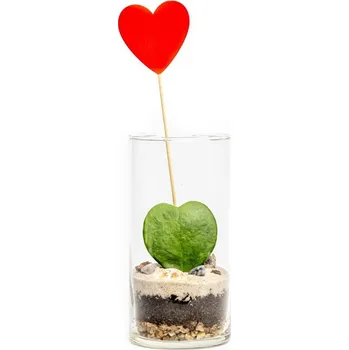 Váza Gardners Skleněná váza Tilia, 10x20 cm - osázené Hoya kerri