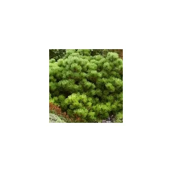 Sazenice Beran Řež Pinus nigra Smaragd 40/60 cm