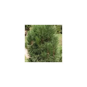 Sazenice Pinus nigra Pyramidata 80/100 cm