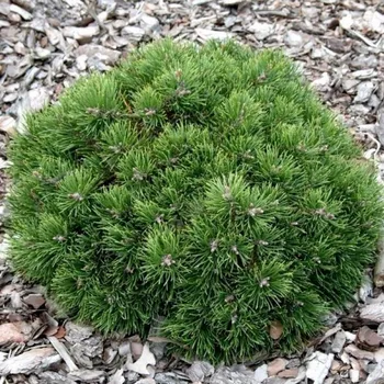 Sazenice Pinus uncinata Grüne Welle 30/40 cm