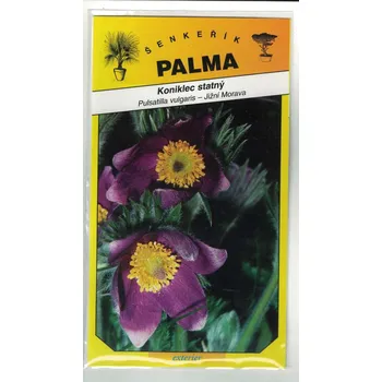 Semeno Koniklec statný – Pulsatilla vulgaris