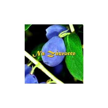 Sazenice Zimolez kamčatský ´Indigo Gem´(Lonicera kamtschatica ´Indigo Gem´)