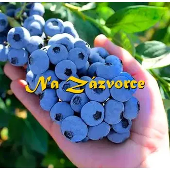 Sazenice Kanadská borůvka RANÁ ´Calypso®´ (Vaccinium corymbosum ´Calypso®´)