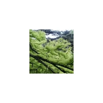 Sazenice Taxodium ascendens Nutans (syn. T. distichum var. Nutans) 125/150 cm