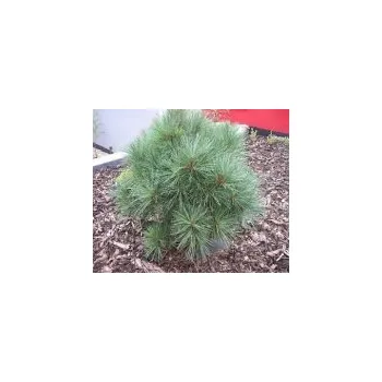 Sazenice Pinus strobus Radiata 40/60 cm