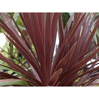 Sazenice Cordyline australis 'Red Star' kontejner LV9