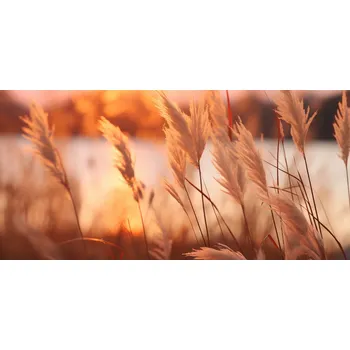 Plakát Plakát Zlatý Západ bez rámu 91,3 x 44,5 cm