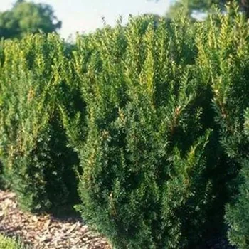 Sazenice Taxus media Hillii 30/40 cm