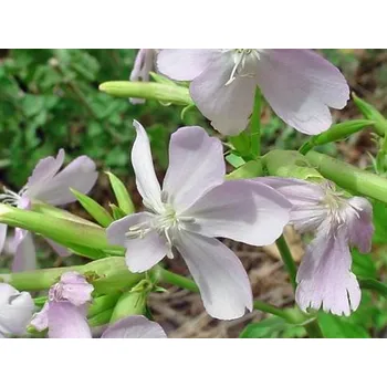 Sazenice Mydlice lékařská - Saponaria officinalis kontejner p9