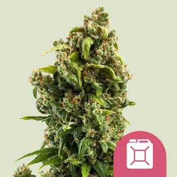 Semeno Royal Queen Seeds Sour Diesel Balení: 1ks