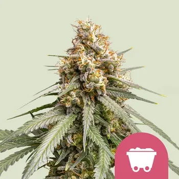 Semeno Royal Queen Seeds Shining Silver Haze Balení: 1ks