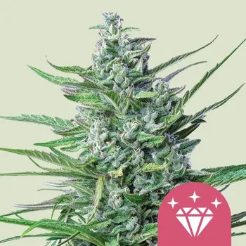 Semeno Royal Queen Seeds Special Kush 1 Balení: 3ks