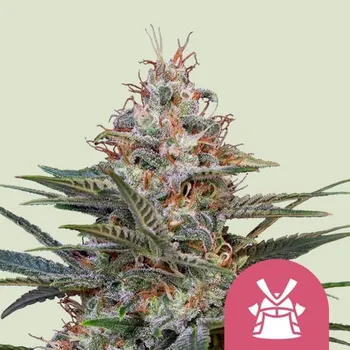 Semeno Royal Queen Seeds Shogun Balení: 1ks